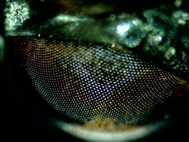 Eye of a housefly
