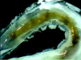 Algae eater worm