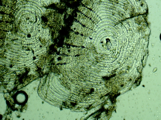 Scales of Melanotaenia praecox fish