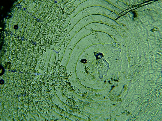 Scale of a Melanotaenia praecox fish