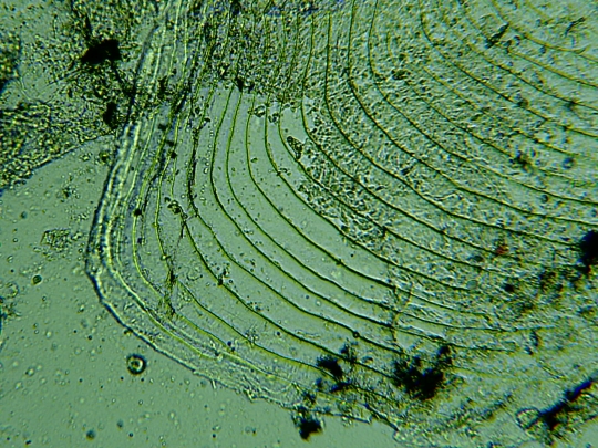 Scale of a Melanotaenia praecox fish