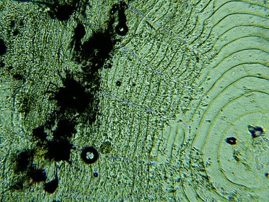 Scale of a Melanotaenia praecox fish