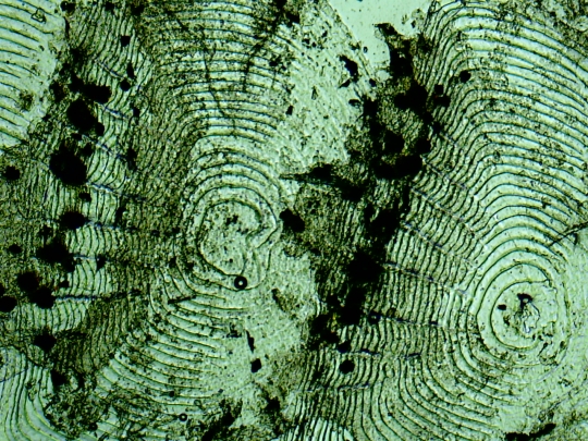 Scales of a Melanotaenia praecox fish