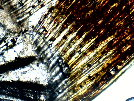 Caudal (tail) fin of a Melanotaenia praecox fish