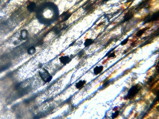 Caudal (tail) fin of a Melanotaenia praecox fish