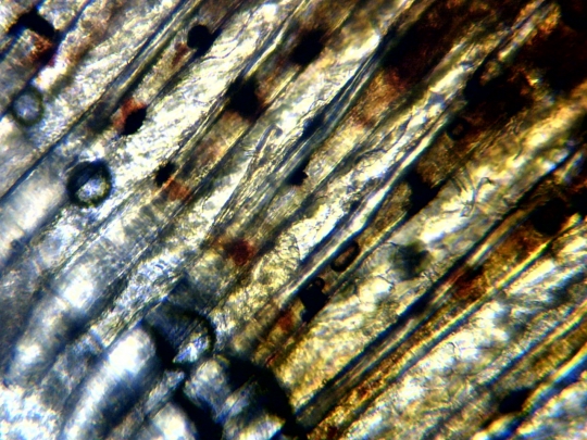 Caudal (tail) fin of a Melanotaenia praecox fish