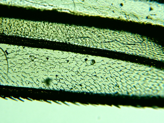 Musca-viespe Musca-viespe