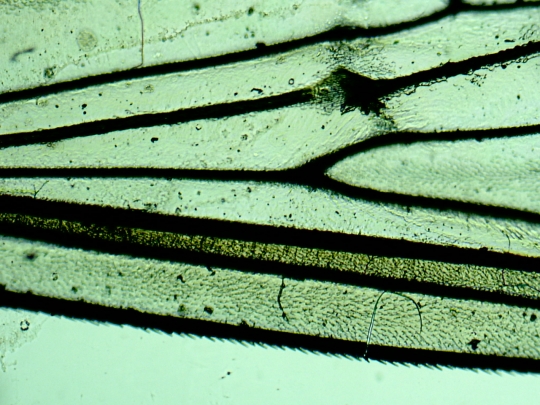 Musca-viespe Musca-viespe