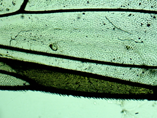 Musca-viespe Musca-viespe