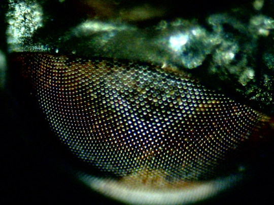 Ochi musca comuna