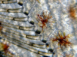 Piciorus crevete (Specia Wood Shrimp)