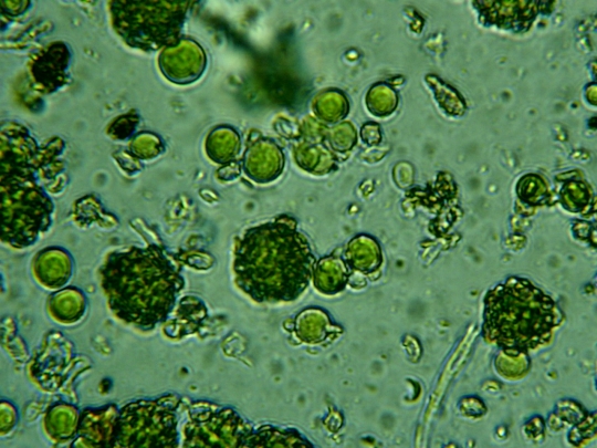 Lichen Lichen