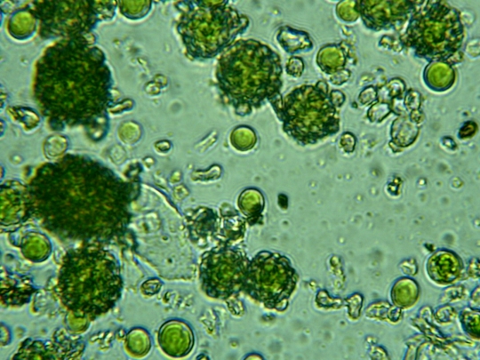 Licheni Licheni