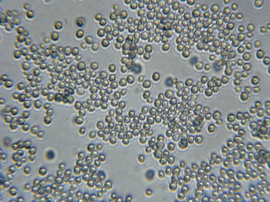 Drojdia Drojdia