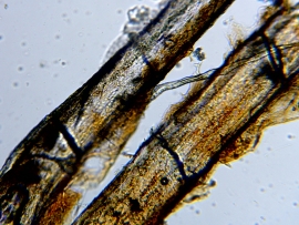 Inotatoare codala peste Melanotaenia praecox