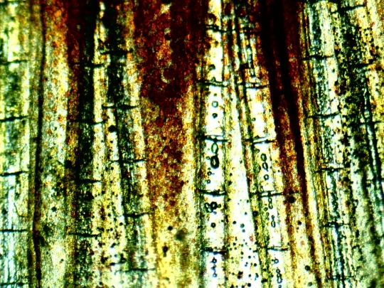 Inotatoarea unui peste guppy