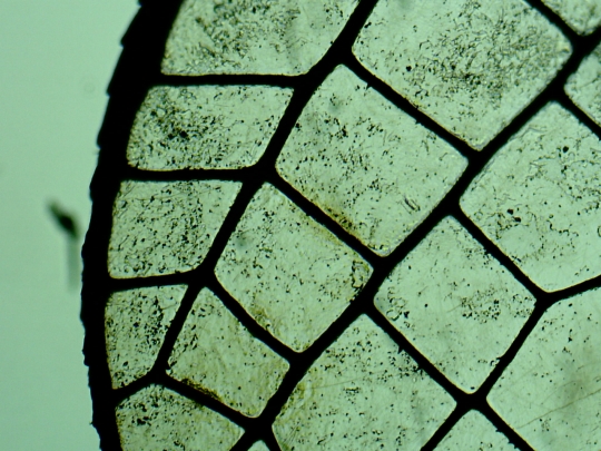 Dragonfly wing