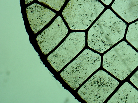 Dragonfly wing
