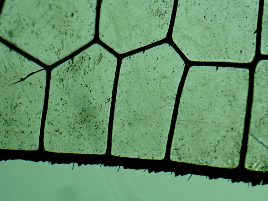 Dragonfly wing
