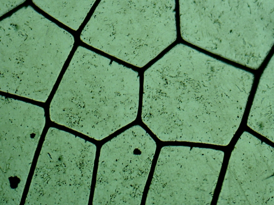 Dragonfly wing