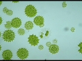 Green algae – Pediastrum boryanum