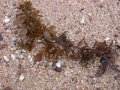 Brown alga