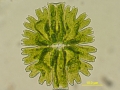 Green alga – Micrasterias