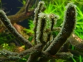 Hairy algae