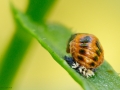 The ladybug pupa stage