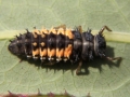 Larva ladybug