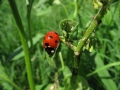 A ladybug and several aphids (its favourite food) on a leaf.