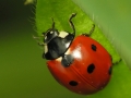 Coccinella septempunctata